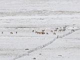 Elk herd : New Mexico